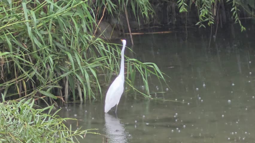A great egret flies low across the stream and disappears into lush riverside vegetation during rain. The natural flight is captured in a wet urban freshwater habitat.
