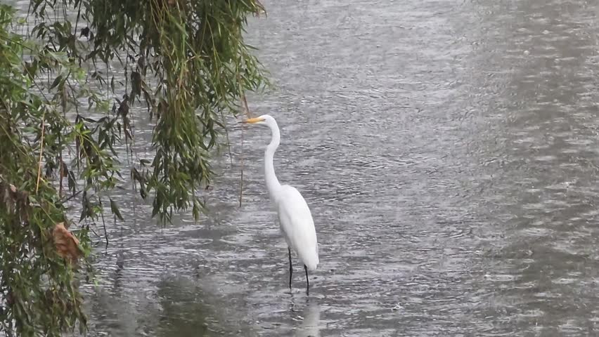 A great egret takes off beside a weeping willow during rain in a fast-flowing urban stream, showcasing natural wildlife behavior.