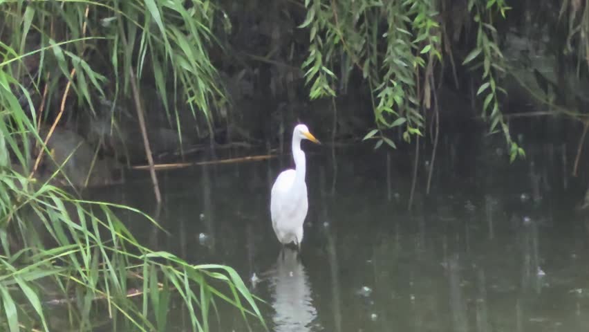 A great egret looks around alertly before taking off and flying through steady rain. The sequence shows natural vigilance and flight in a riverside habitat.