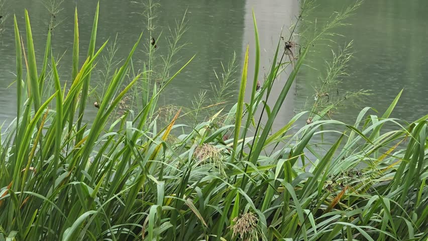 Several small wild birds repeatedly take off from and land on tall riverside grass during rainfall. Their lively flock movement creates an authentic wildlife scene beside the stream.