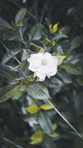 White flower blooms in lush green foliage. Petals gently curve around a golden center. Dappled light enhances its delicate form. Ideal for nature, wellness, or botanical themes