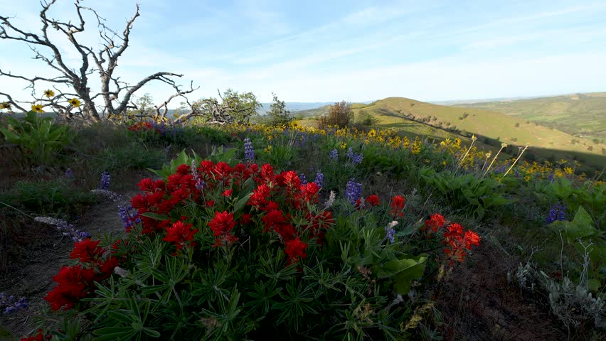 Wildflowers in the hills above the Columbia River Gorge in Oregon.