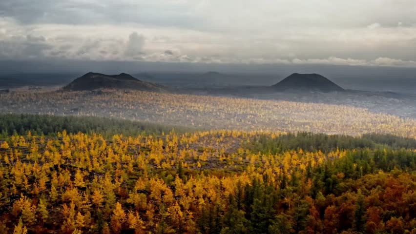 A stunning high-angle aerial view over a vast forest of bright yellow larch trees in autumn foliage with dormant volcanic cones on the horizon under dramatic cloudy skies.