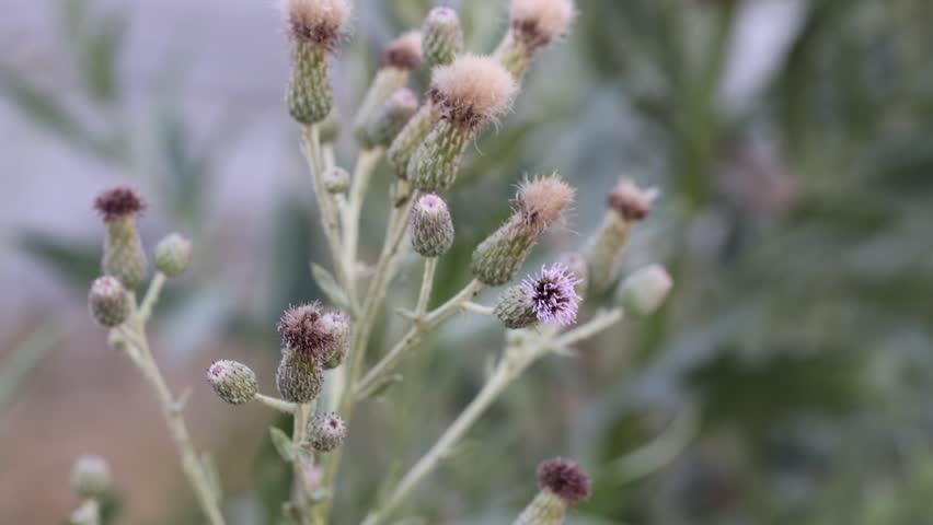 Beautiful thistles plant growing outdoors, closeup view
