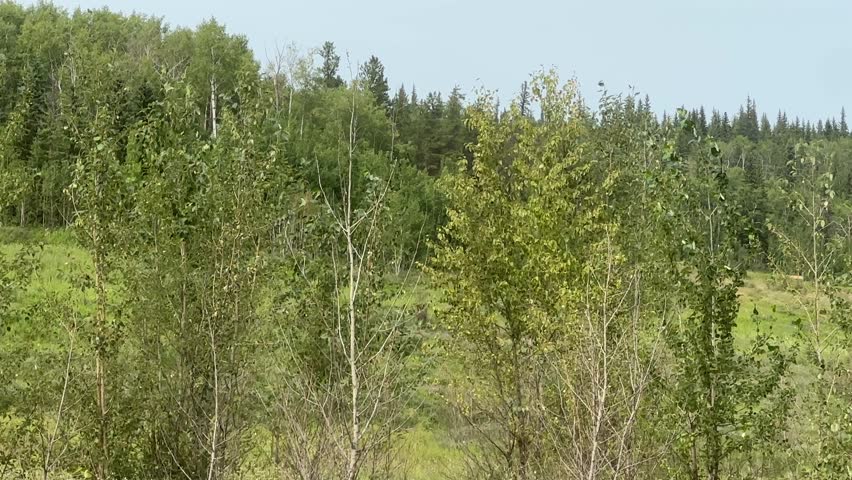 Lush Green Forest Landscape With Dense Summer Foliage and Peaceful Natural Woodland Scenery