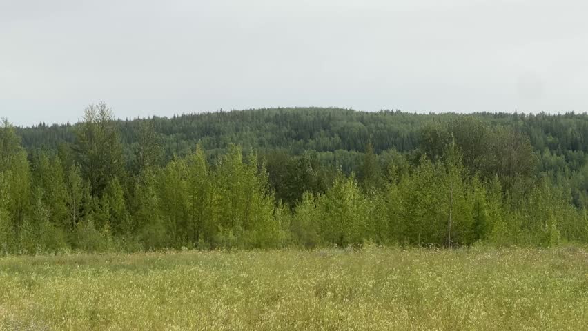 Lush Green Forest Landscape With Dense Summer Foliage and Peaceful Natural Woodland Scenery