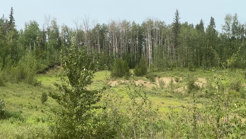 Lush Green Forest Landscape With Dense Summer Foliage and Peaceful Natural Woodland Scenery