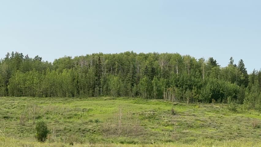 Lush Green Forest Landscape With Dense Summer Foliage and Peaceful Natural Woodland Scenery