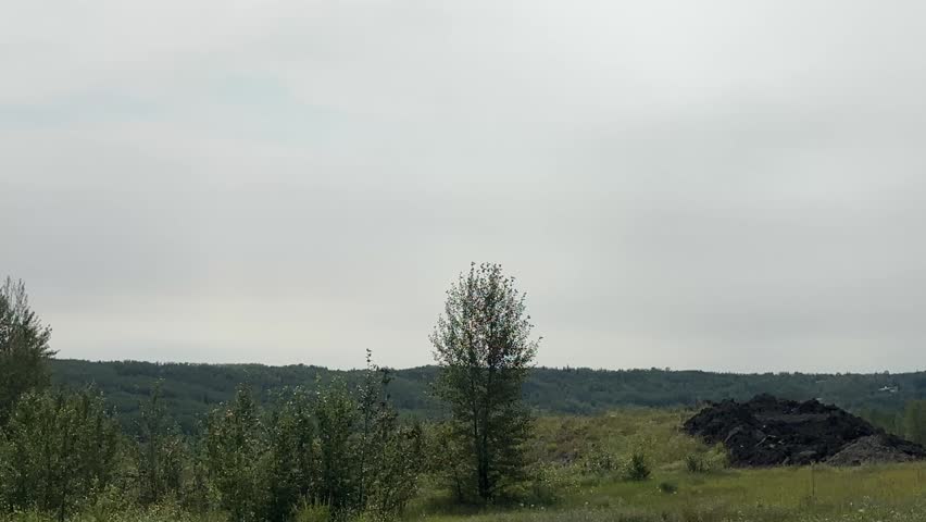 Lush Green Forest Landscape With Dense Summer Foliage and Peaceful Natural Woodland Scenery