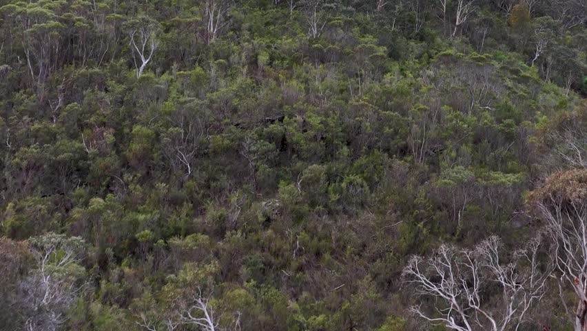 Drone pan over native gum trees revealing suburban homes in Wentworth Falls, Blue Mountains.