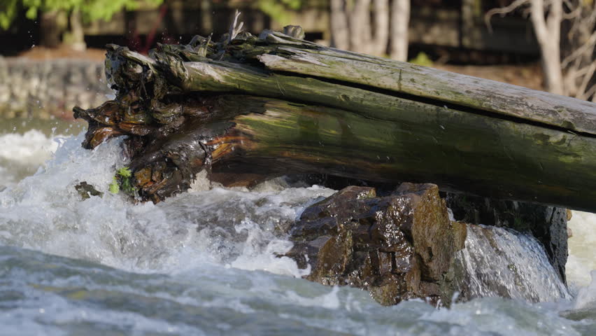 An old mossy tree log rests wedged against rocks amidst raging white water rapids. Heavy spray and powerful currents surge around the weathered wood in Sauble Falls.
