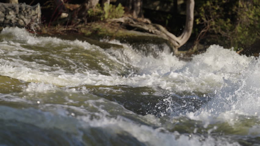 Churning river water rushes violently over the natural steps of Sauble Falls. Heavy white foam surges forward as bright droplets spray into the air in front of a forested bank.