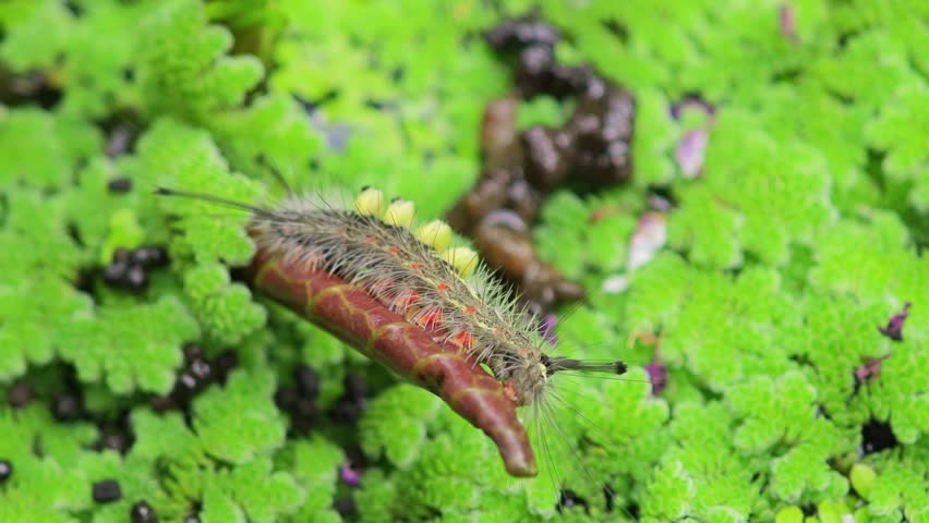 Lotus leaf-eating caterpillars in the garden