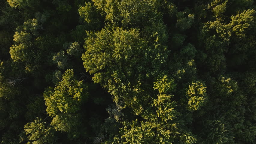 Aerial view of forest treetops. Shot in New York State during the summer.