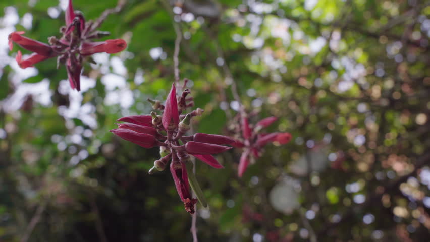 Low angle view of hanging red flowers