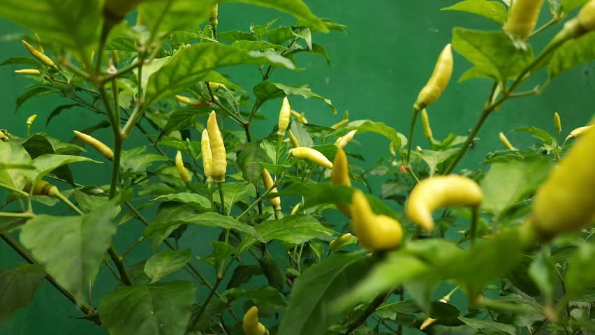 Fresh yellow birds eye chilli plant with growing hot chillies in a home garden, close-up organic farming background.