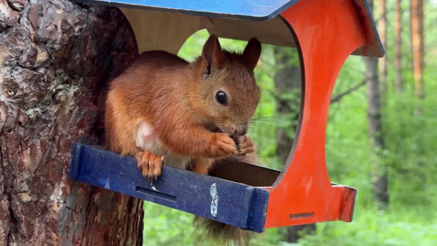 A red squirrel sits eating in a colorful feeder on a pine tree. 4K footage