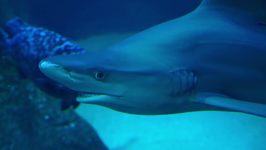 Bull Shark, Close-up of a bull shark (Carcharhinus leucas) swimming through deep blue aquarium water. Powerful marine predator captured in motion with detailed body shape and natural underwater lighti	