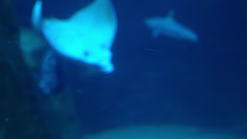 Bull Shark, Close-up of a bull shark (Carcharhinus leucas) swimming through deep blue aquarium water. Powerful marine predator captured in motion with detailed body shape and natural underwater lighti	