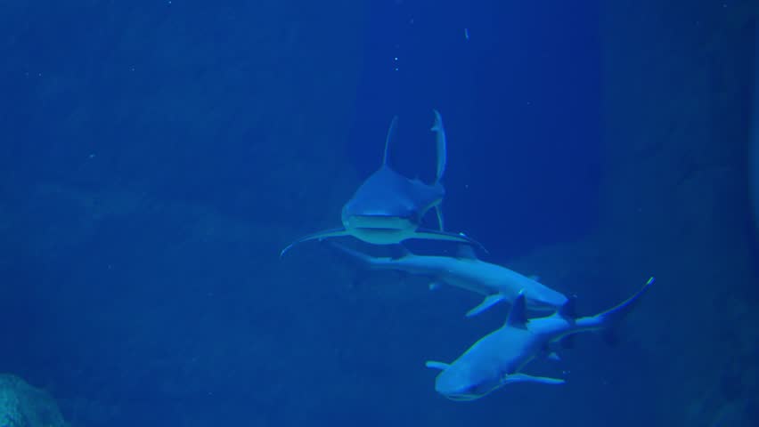 Bull Shark, Close-up of a bull shark (Carcharhinus leucas) swimming through deep blue aquarium water. Powerful marine predator captured in motion with detailed body shape and natural underwater lighti	
