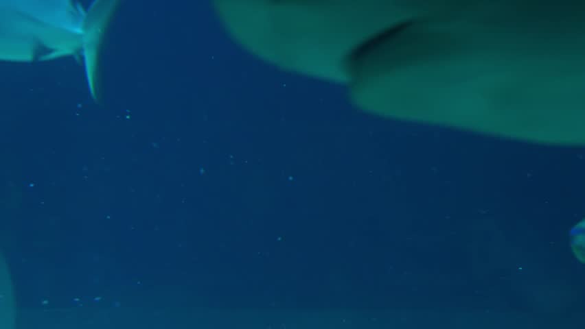 Bull Shark, Close-up of a bull shark (Carcharhinus leucas) swimming through deep blue aquarium water. Powerful marine predator captured in motion with detailed body shape and natural underwater lighti	