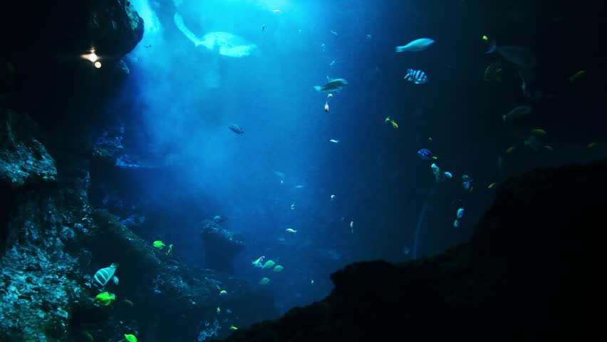 Bull Shark, Close-up of a bull shark (Carcharhinus leucas) swimming through deep blue aquarium water. Powerful marine predator captured in motion with detailed body shape and natural underwater lighti