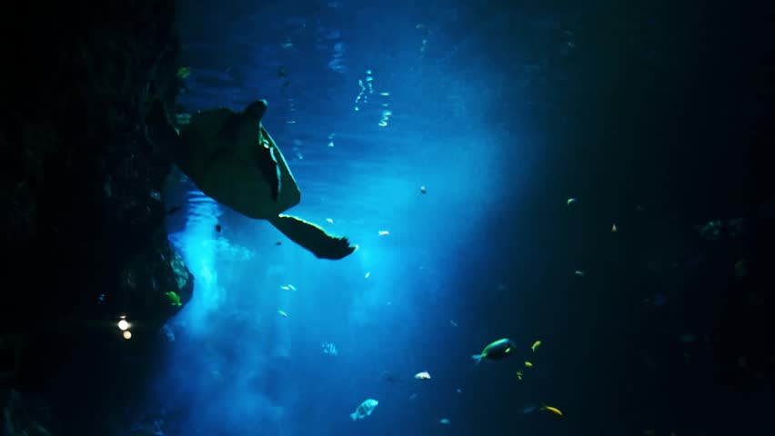 Bull Shark, Close-up of a bull shark (Carcharhinus leucas) swimming through deep blue aquarium water. Powerful marine predator captured in motion with detailed body shape and natural underwater lighti