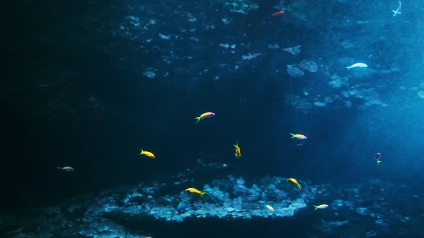 Bull Shark, Close-up of a bull shark (Carcharhinus leucas) swimming through deep blue aquarium water. Powerful marine predator captured in motion with detailed body shape and natural underwater lighti
