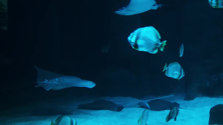 Bull Shark, Close-up of a bull shark (Carcharhinus leucas) swimming through deep blue aquarium water. Powerful marine predator captured in motion with detailed body shape and natural underwater lighti