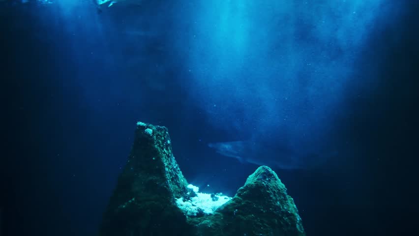 Bull Shark, Close-up of a bull shark (Carcharhinus leucas) swimming through deep blue aquarium water. Powerful marine predator captured in motion with detailed body shape and natural underwater lighti