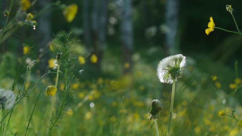 Wild flowers on afield in Sweden.