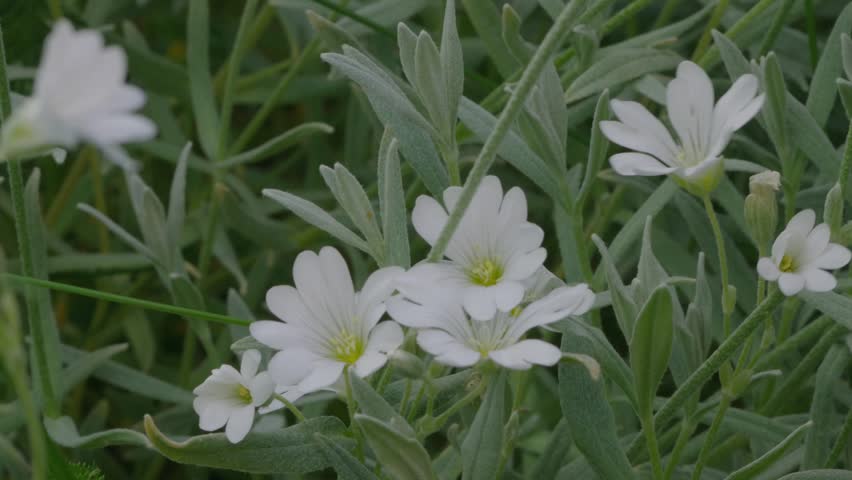 Close up of some wild white flowers