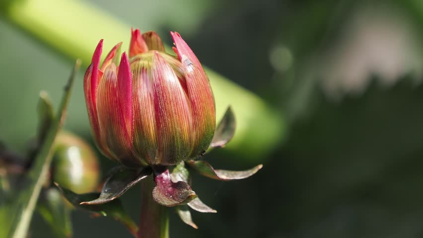 Close-Up of Red Dahlia Flower Bud Opening in a Sunny Summer Garden