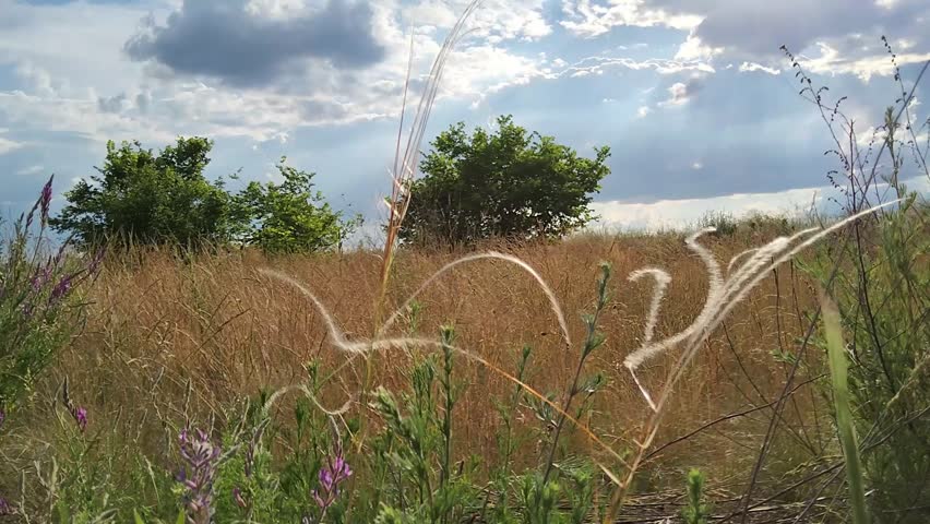 Feather grass waving in the wind in a wild summer steppe field under a beautiful cloudy blue sky with sunlight. Wildflowers and nature landscape background.