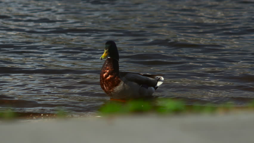 Male mallard foraging at shoreline with iridescent green head, chestnut breast, wet plumage, and calm rippling water in warm afternoon light, natural wildlife scene