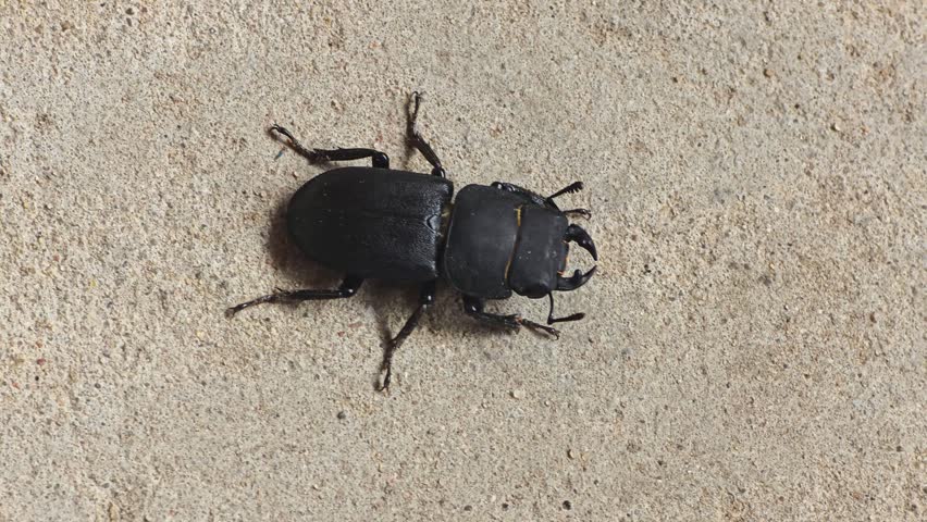 Detailed top view of black stag beetle resting on rough concrete surface. Insect features hard exoskeleton, segmented body, and prominent mandibles. Natural light illuminates dark body texture.