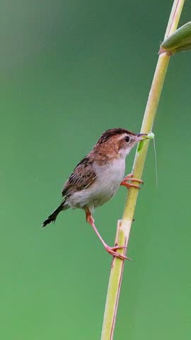 Small brown songbird clinging to a thin reed holding a green insect prey in its beak, feeding in nature against a smooth green bokeh background.