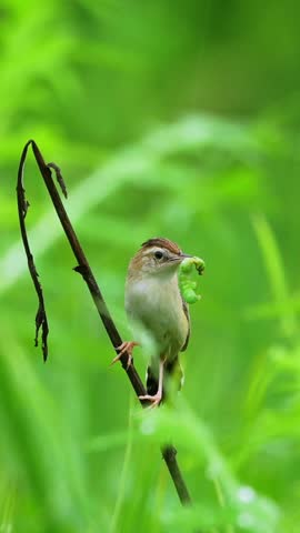 Front view of a small brown songbird perched on a dry dark stem, holding a bright green caterpillar prey in its beak against a lush blurred green nature background.