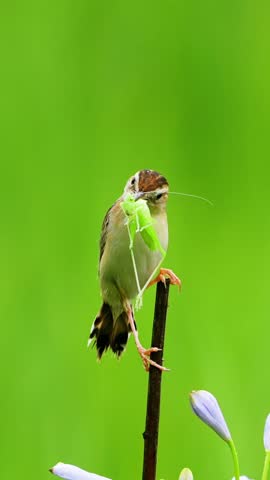 Detailed close up of a small brown songbird perched on a dark twig, holding a massive green grasshopper prey in its beak, set against a vibrant green bokeh background with blurred purple flower buds.
