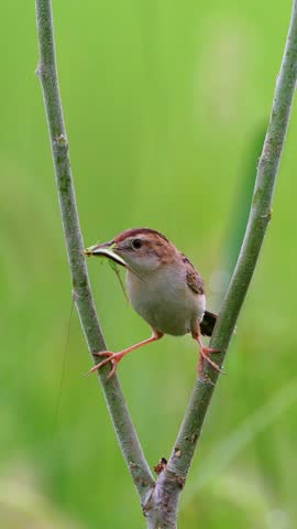 Small brown songbird performing an acrobatic split, balancing between two green plant stems while holding insect prey in its beak against a smooth green background.