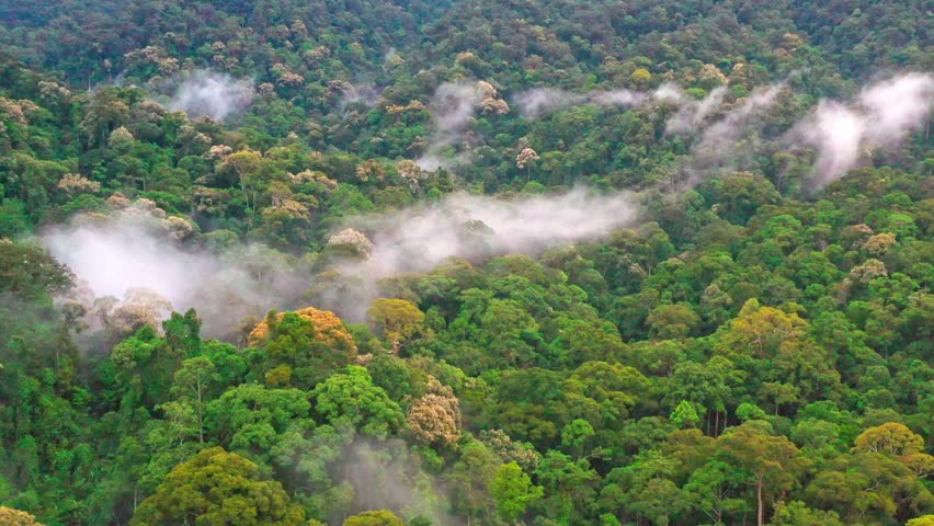 Leuser Rainforest, Sumatra, Indonesia, as morning mist settles over the dense tropical canopy. This sweeping wide shot captures the untouched wilderness of the Leuser Ecosystem