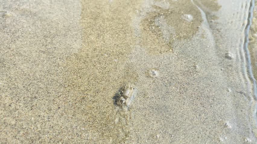 Small ghost crab crawling across sandy beach with gentle ocean waves at cox bazar in Bangladesh.