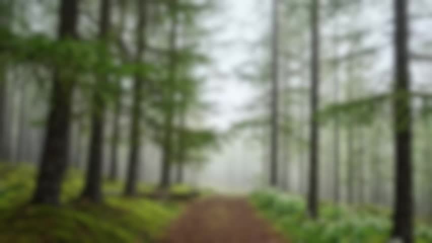 A tranquil and foggy forest trail leading deep into the woods with soft light filtering through the trees