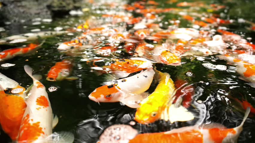 Close-up video of colorful koi fish swimming gracefully in a tranquil garden pond.