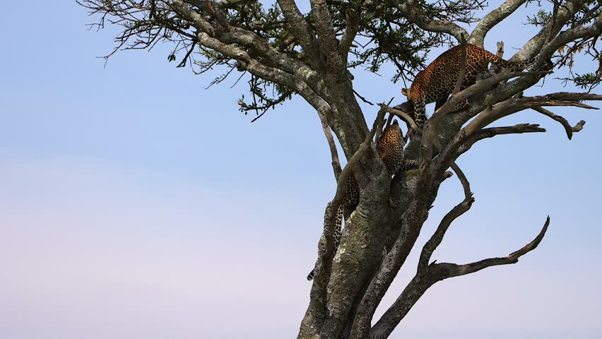 African Leopard Mother and Cub Preparing to Descend an Acacia Tree with a Warthog Kill in Maasai Mara Kenya