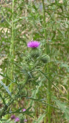 Honey bee collecting nectar from a blooming purple thistle flower.