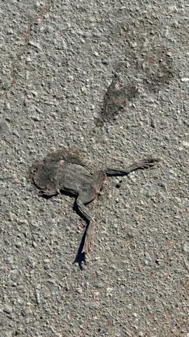 Dead frog skeleton on road closeup showing flattened skin and exposed bones on asphalt and gravel, crushed limb outlines