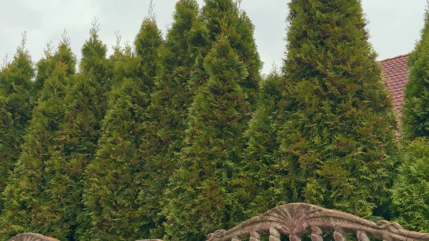 Tall green thuja trees behind fence lining park walkway on breezy spring day dense evergreen foliage creates natural privacy
