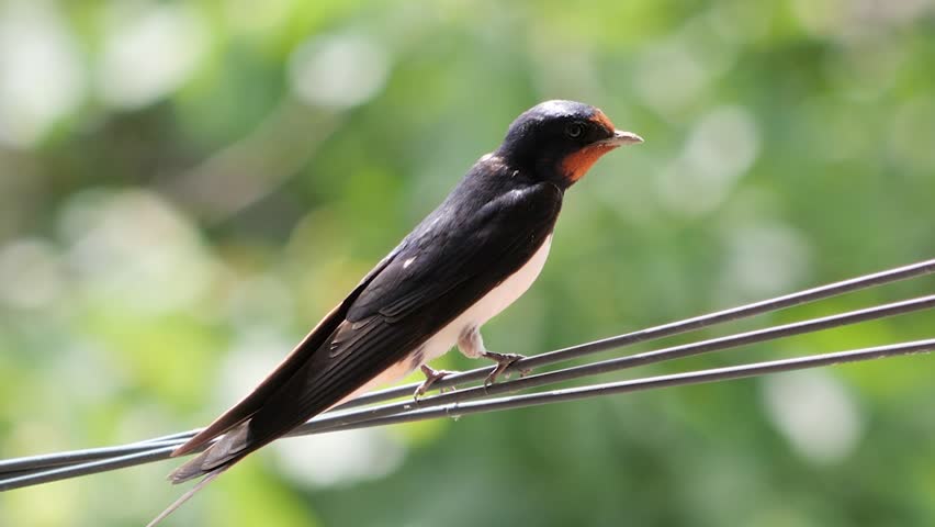 A close-up shot of a barn swallow perching on an electric wire before flying away.
