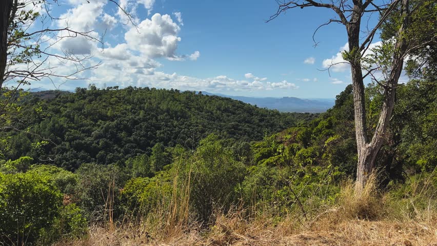 Dense green woodland covers rolling hills beneath a vivid blue sky with scattered clouds, framed by trees and dry summer grass.